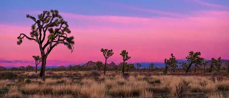 joshua tree at sunset cropped public domain