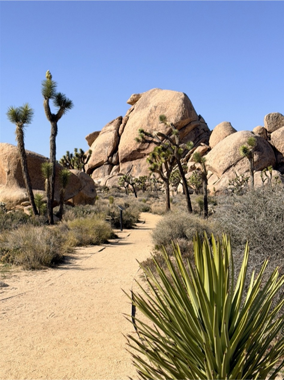 weekend getaways joshua tree national park recap
