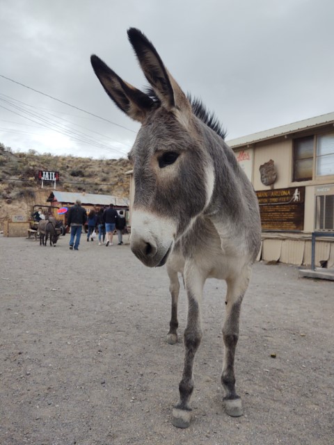 Oatman 